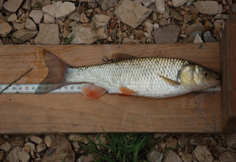 Buški klen - Nestaju li endemske vrste riba na području Livanjskog polja?